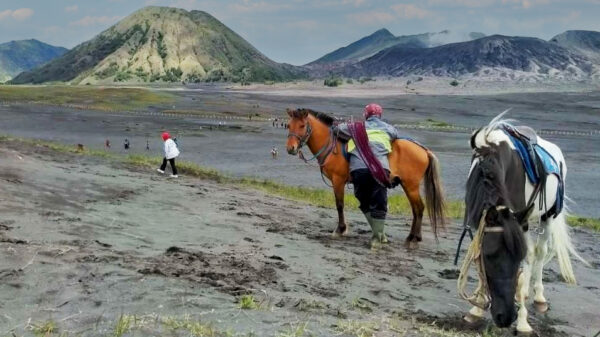 Bromo Kawah Ijen Baluran 3 Days 2 Nights - Image 6